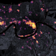 A false-color satellite view of New Orleans on August 31, 2021.